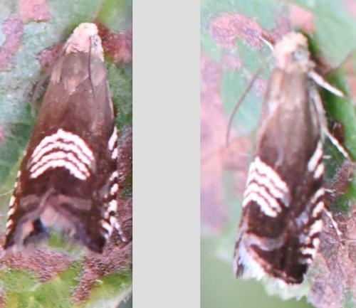 Réf. 303 438 : Grapholita compositella
